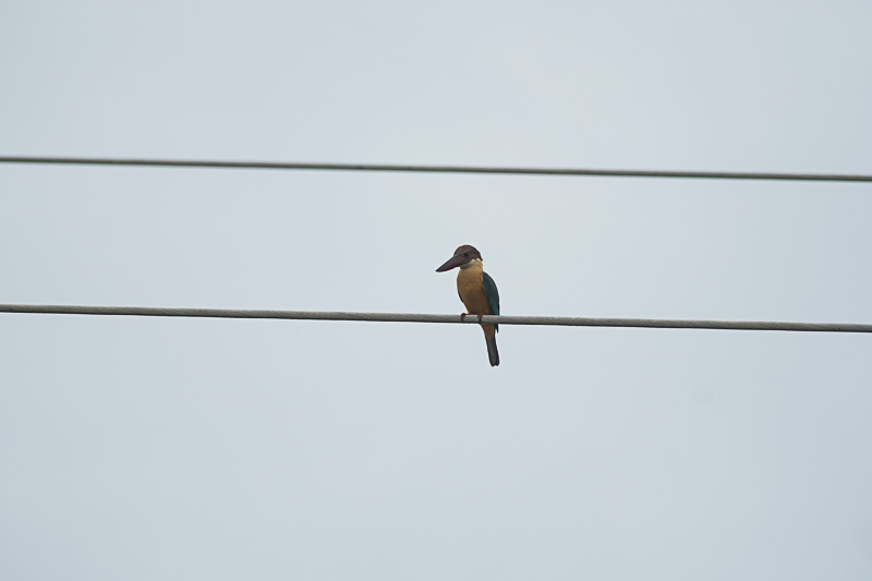 Stork-billed kingfisher (Pelargopsis capensis)